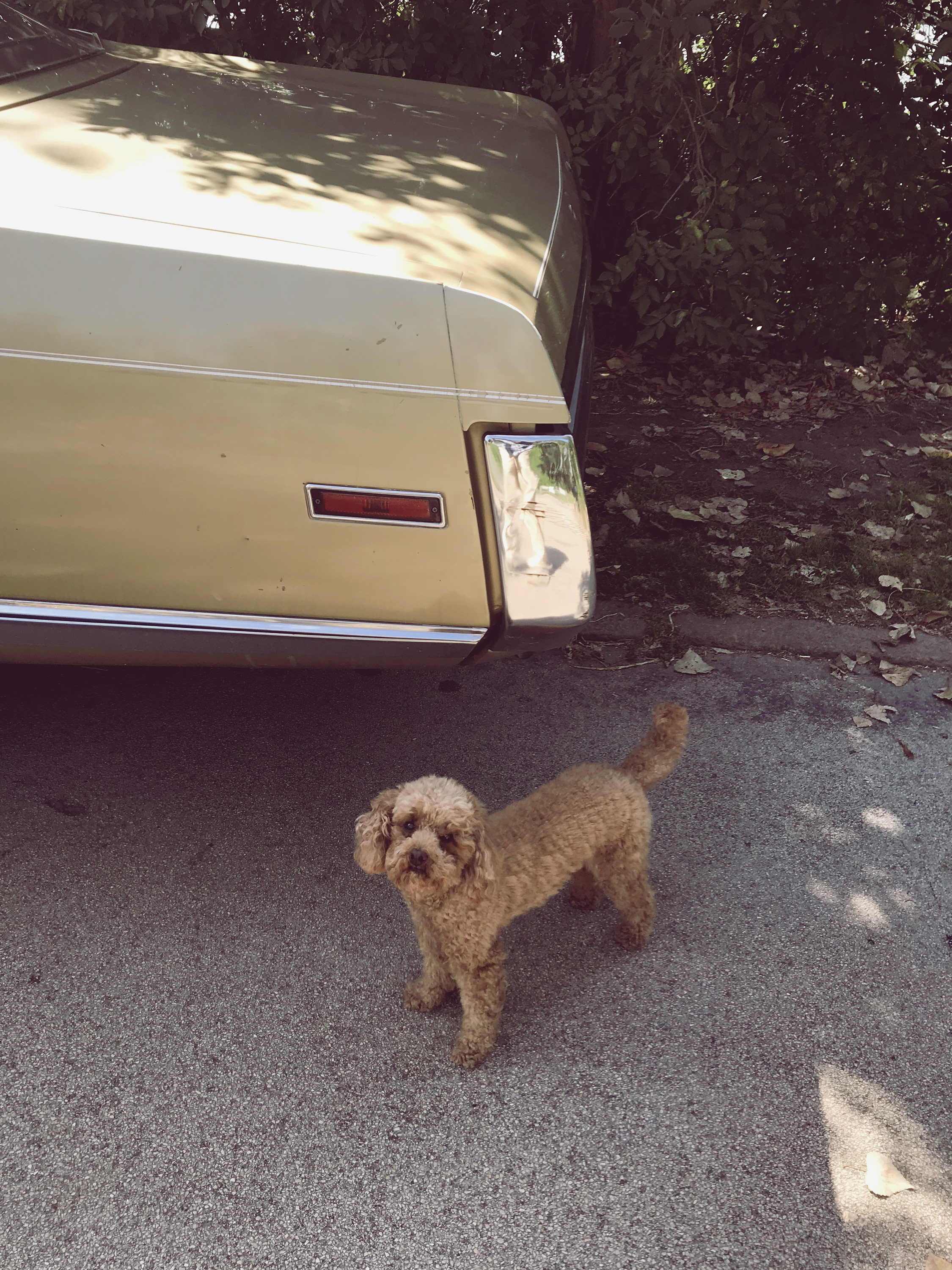 Kai-Uwe Gundlach - just cars