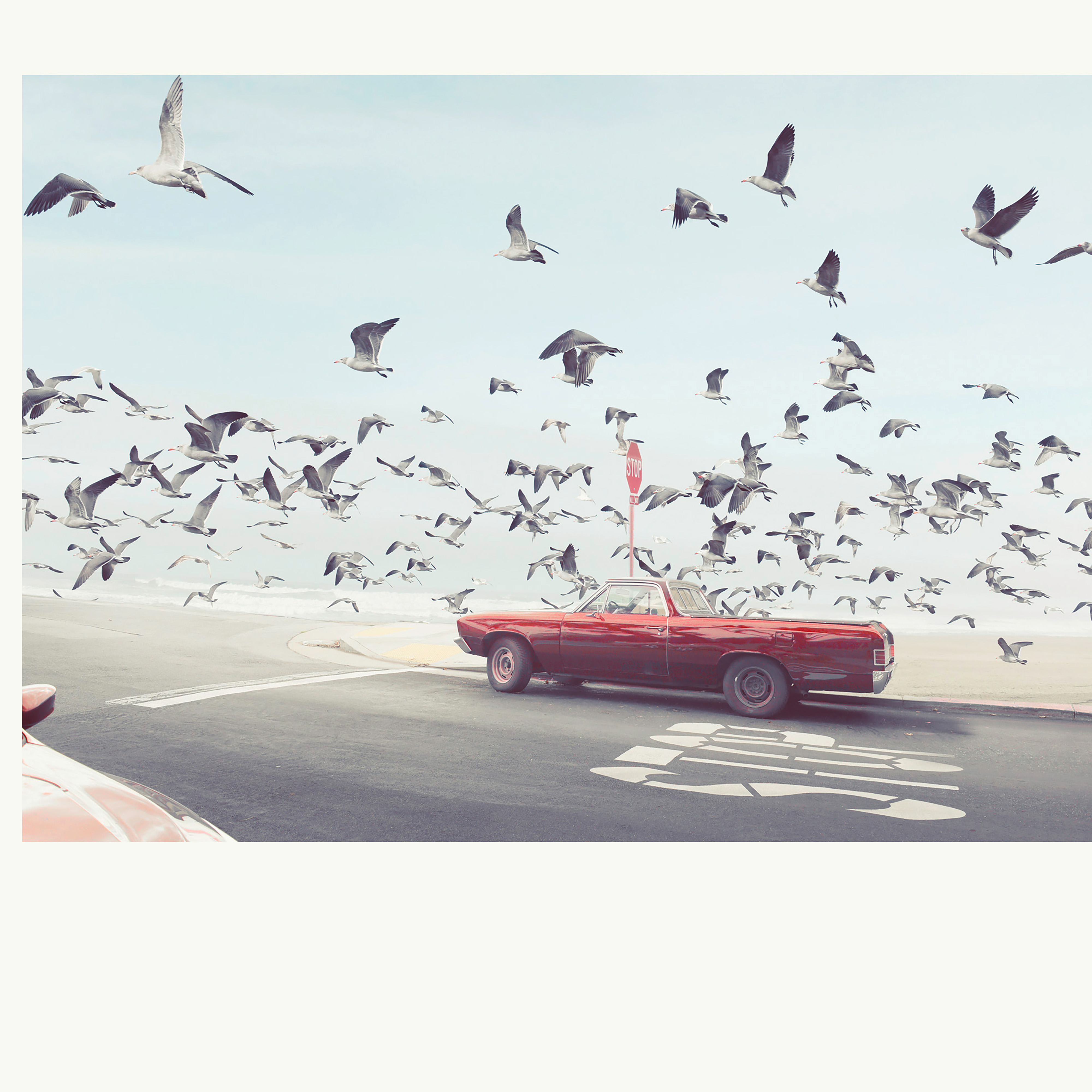 Kai-Uwe Gundlach - the seagulls