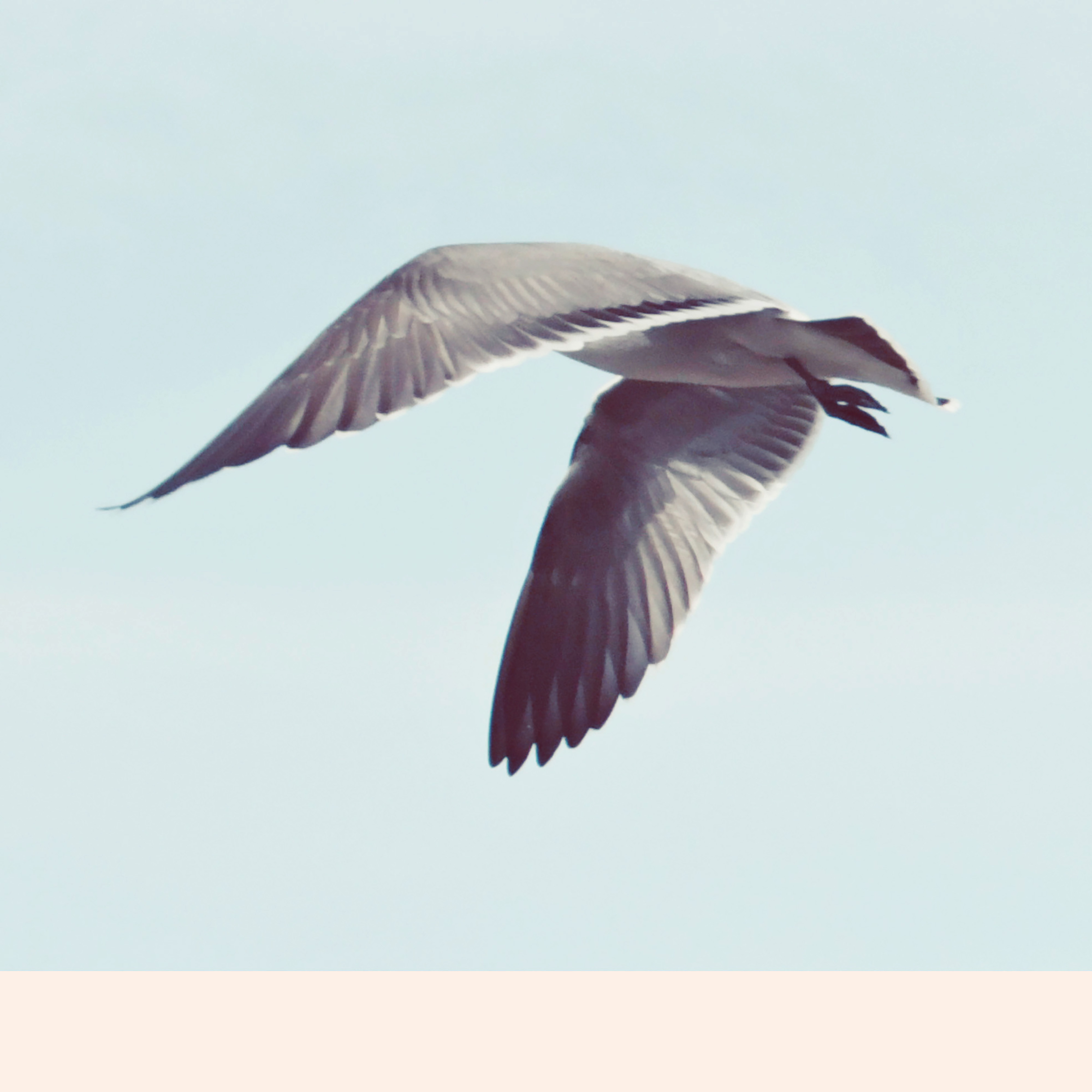 Kai-Uwe Gundlach - the seagulls