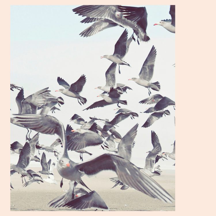 Kai-Uwe Gundlach - the seagulls