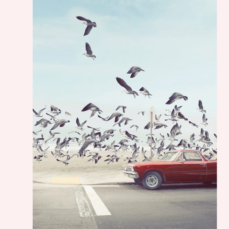 Kai-Uwe Gundlach - the seagulls