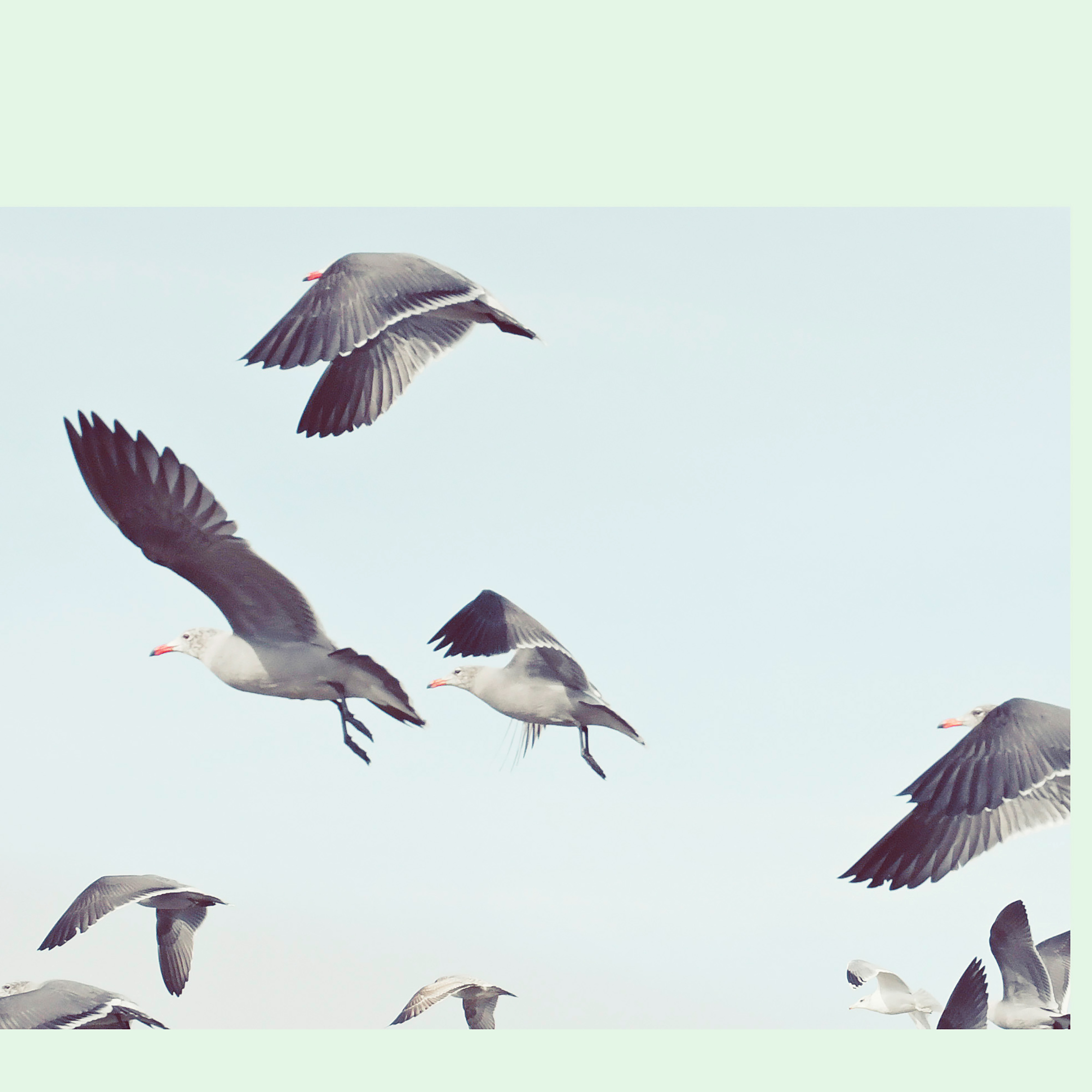 Kai-Uwe Gundlach - the seagulls