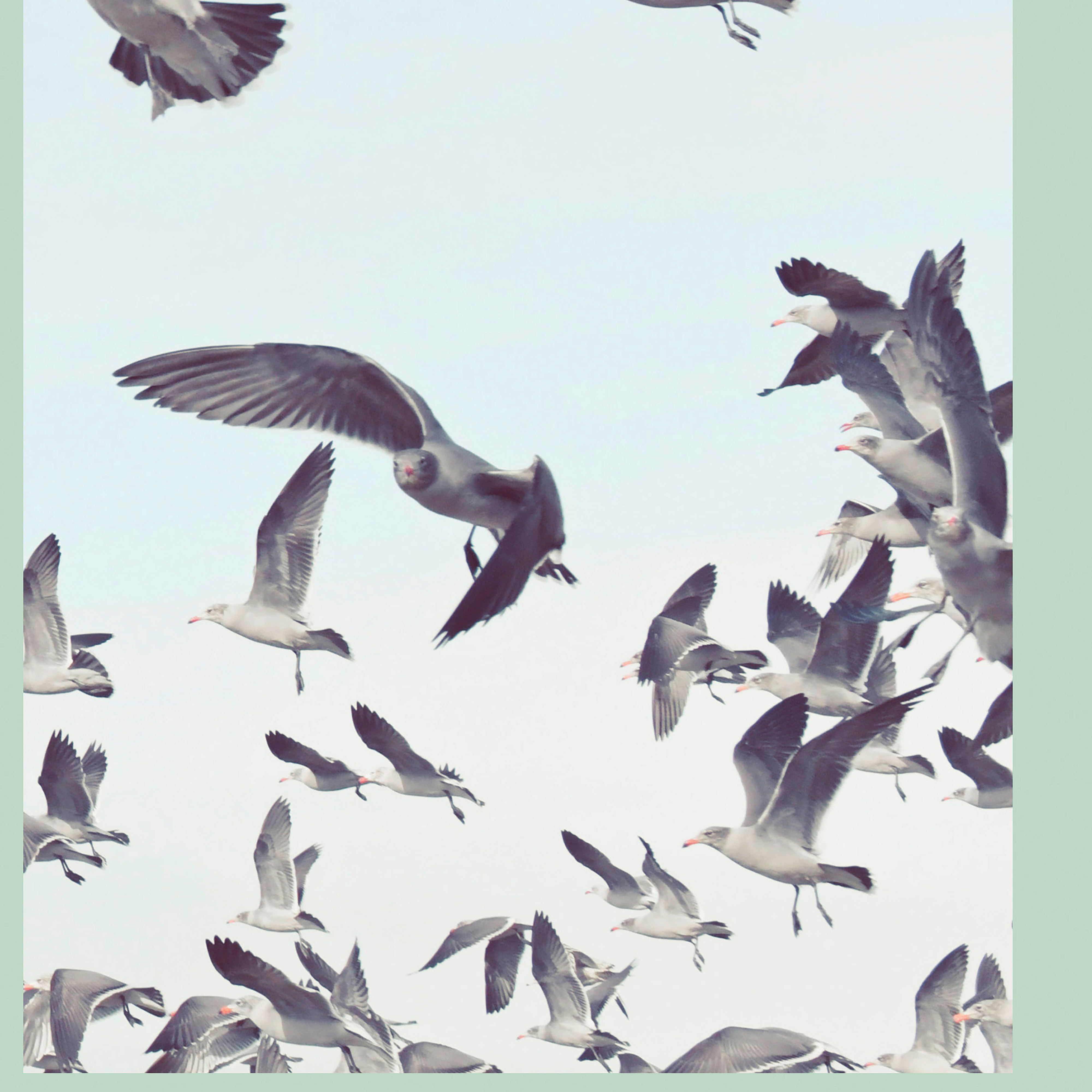 Kai-Uwe Gundlach - the seagulls