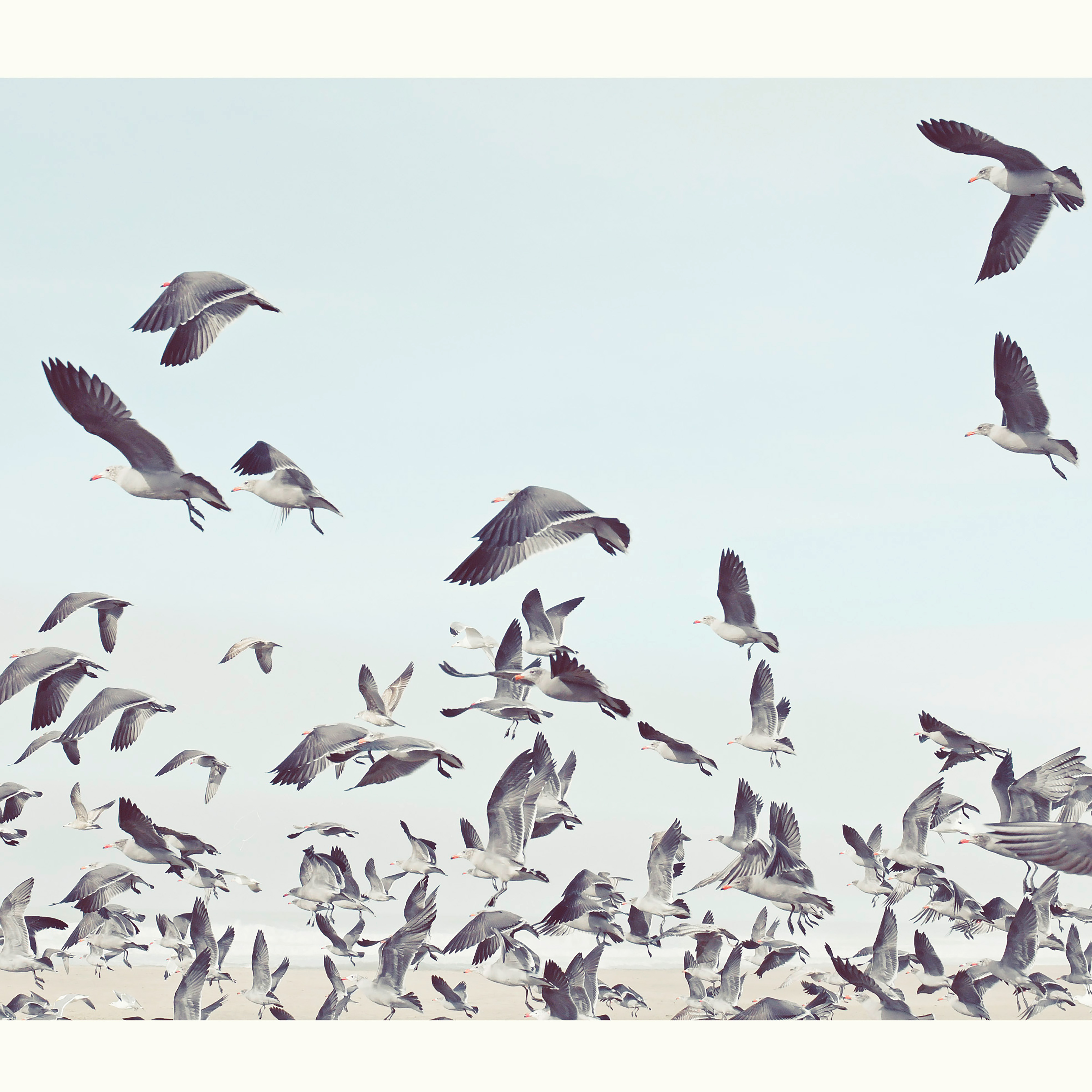 Kai-Uwe Gundlach - the seagulls