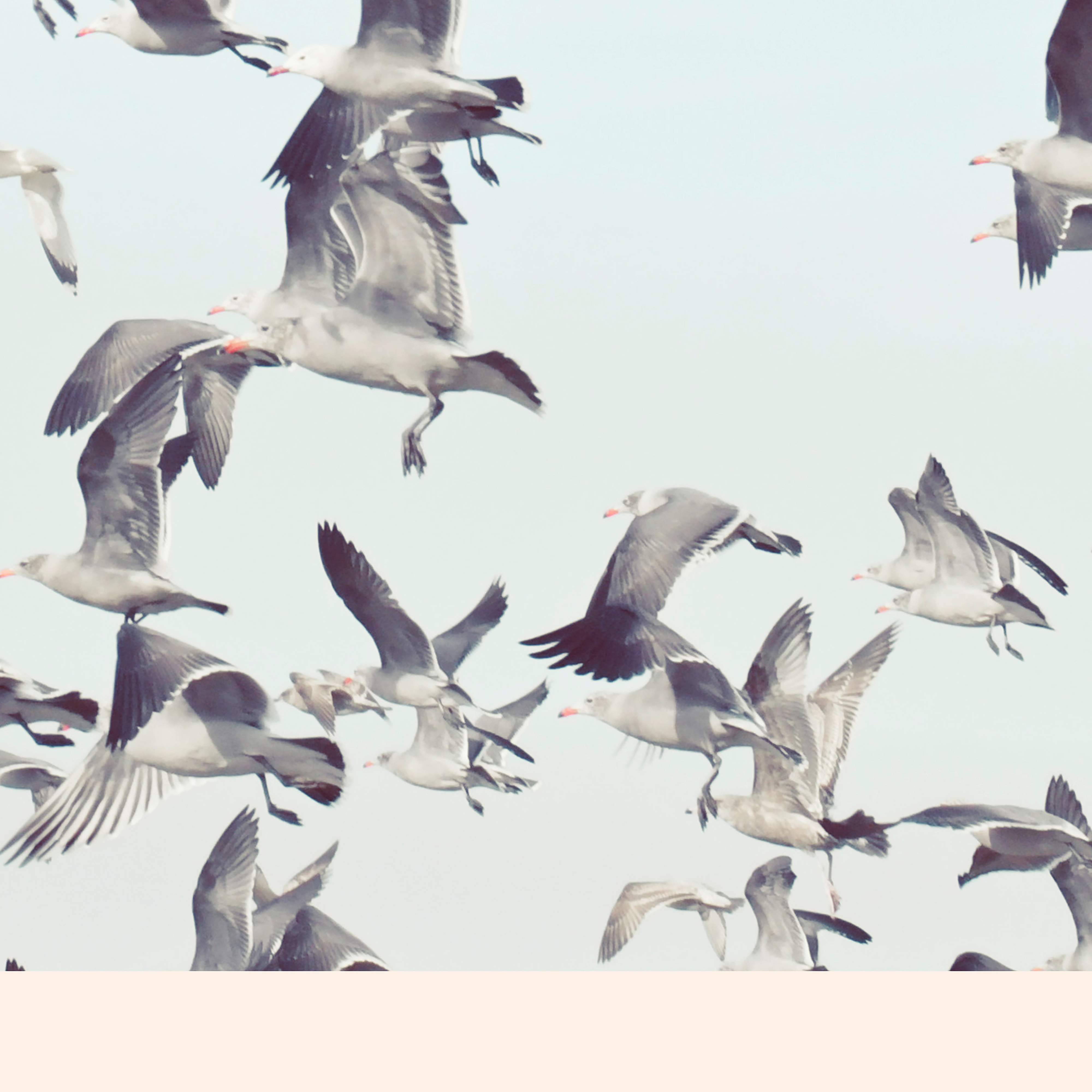 Kai-Uwe Gundlach - the seagulls